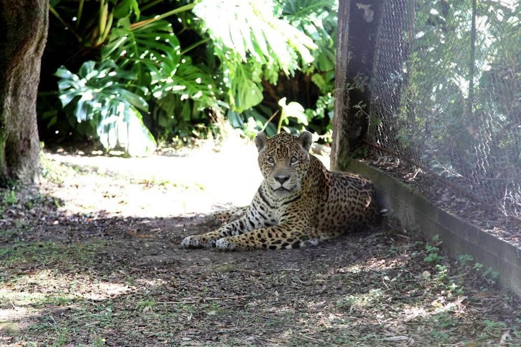 Se vivieron momentos de tristeza en el Bioparque de la ciudad por la muerte de un yaguareté emblemático