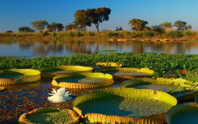 Impulsan la ampliación del Parque Nacional Islas de Santa Fe para preservar el Delta del Paraná