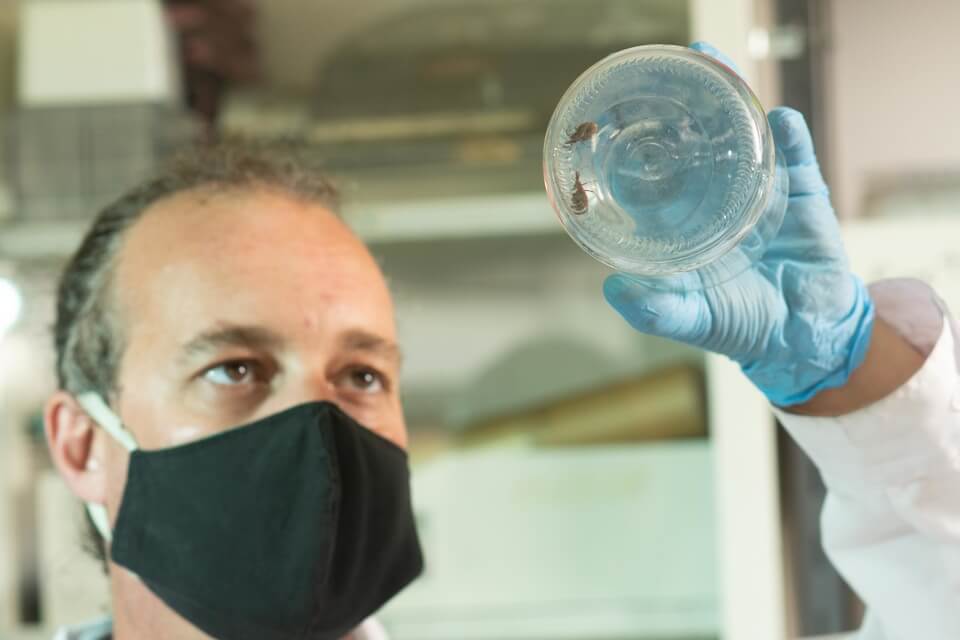 La UNLP desarrolló un insecticida ecológico