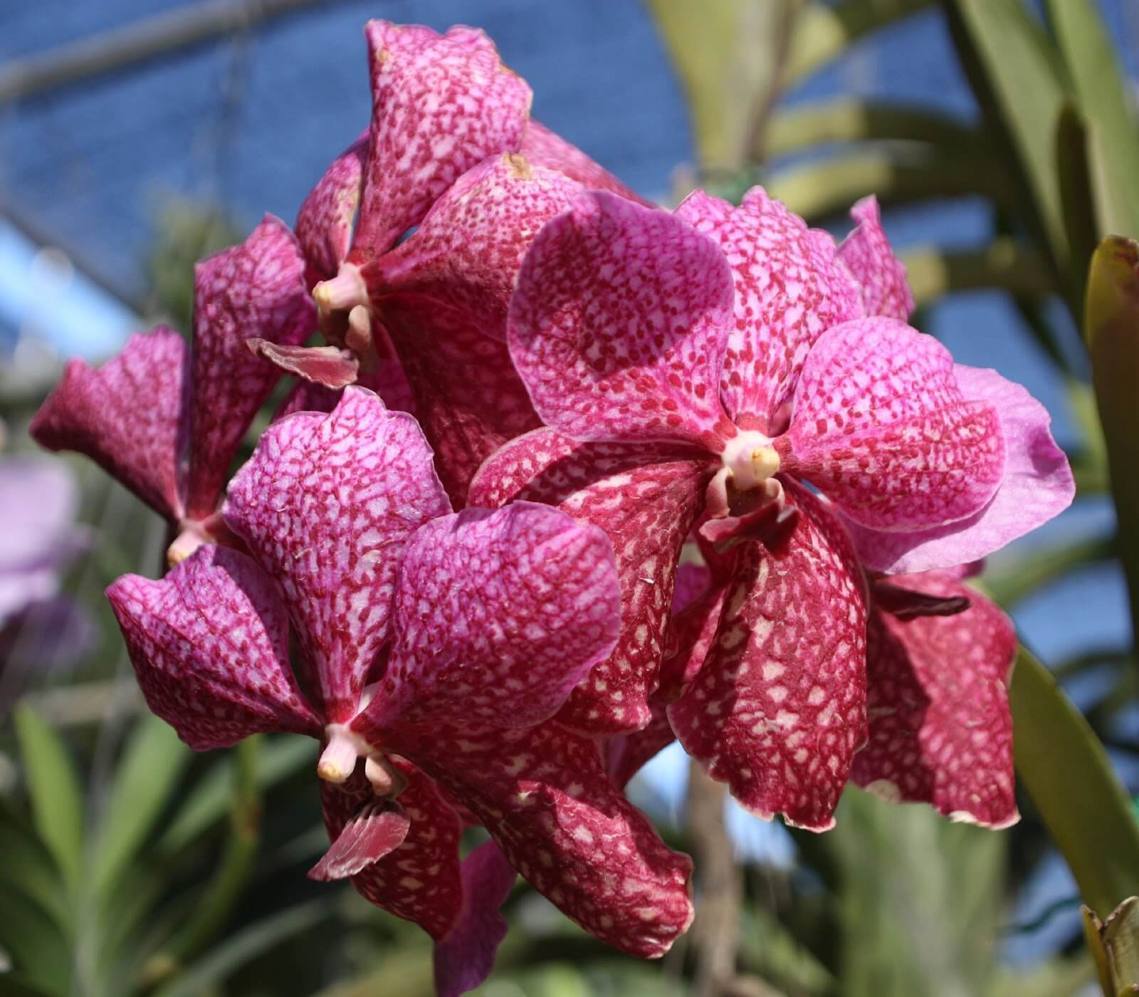 Tailandia: Chiang Mai, reino de orquídeas y elefantes