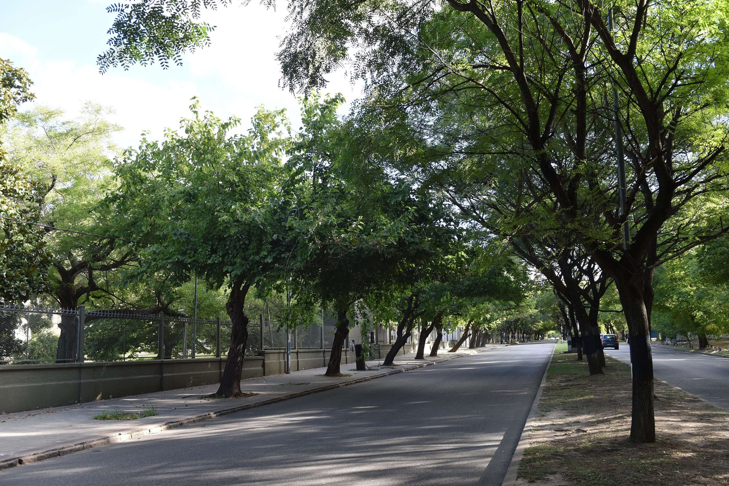 El Municipio y la UNLP avanzarán con la mejora del arbolado público de la zona universitaria
