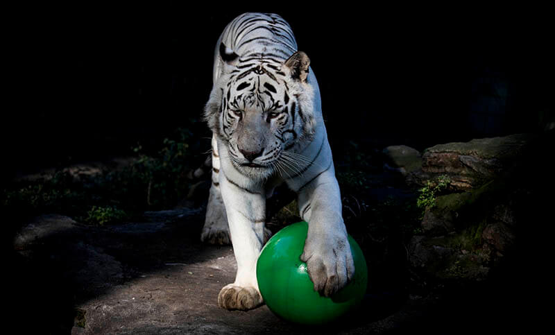 Trasladan a pareja de tigres de Bengala del Ecoparque porteño a un santuario en Colorado