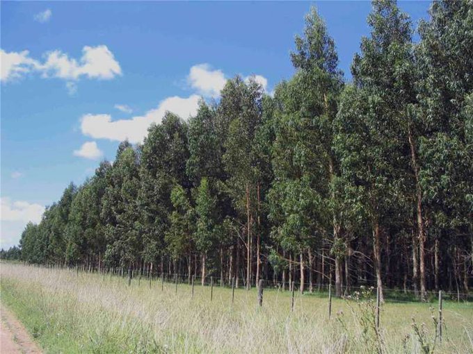 El Gobierno bonaerense presenta un plan de incentivos a la actividad forestal