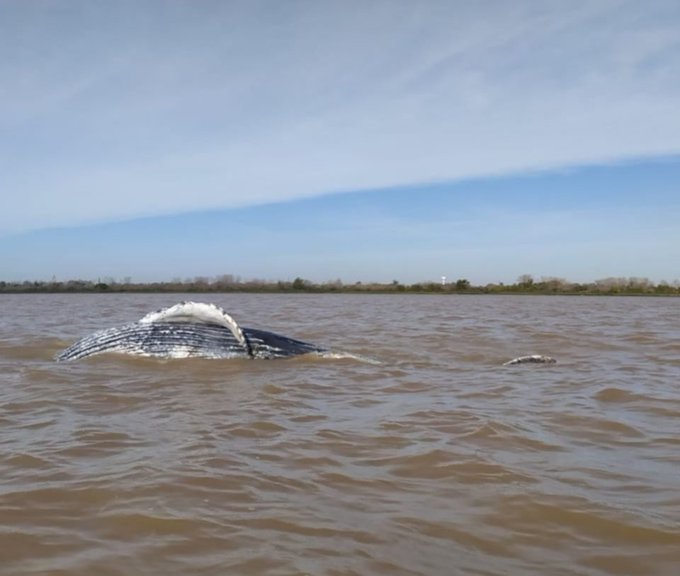 Apareció una ballena muerta en las costas de Punta Lara