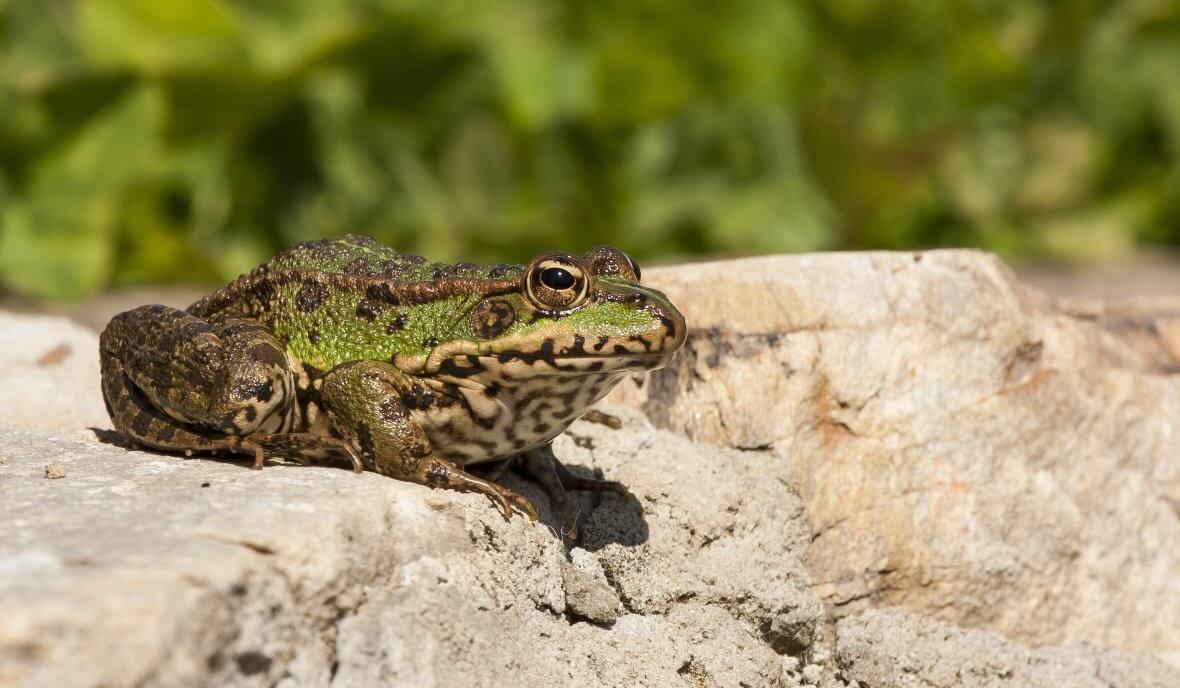 Descubren nueva especie de ranas de ojos rojos en Ecuador y la bautizan "Led Zepellin"