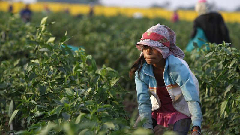 Buscan erradicar el trabajo infantil en la agricultura bonaerense