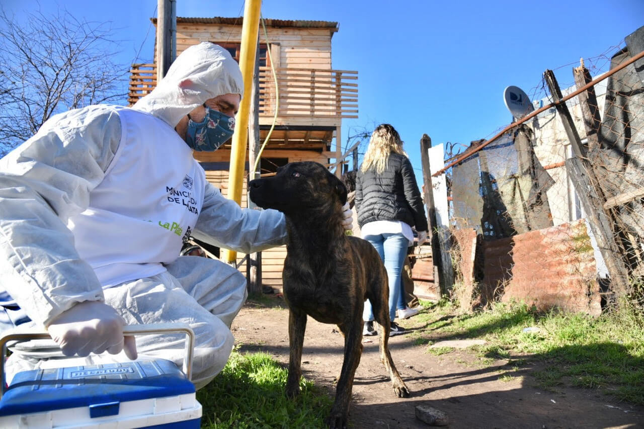Reiteran el protocolo de acción para casos de maltrato animal