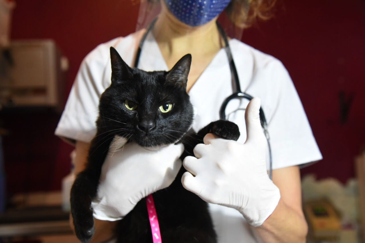 El consultorio veterinario móvil municipal brindará atención gratuita en City Bell