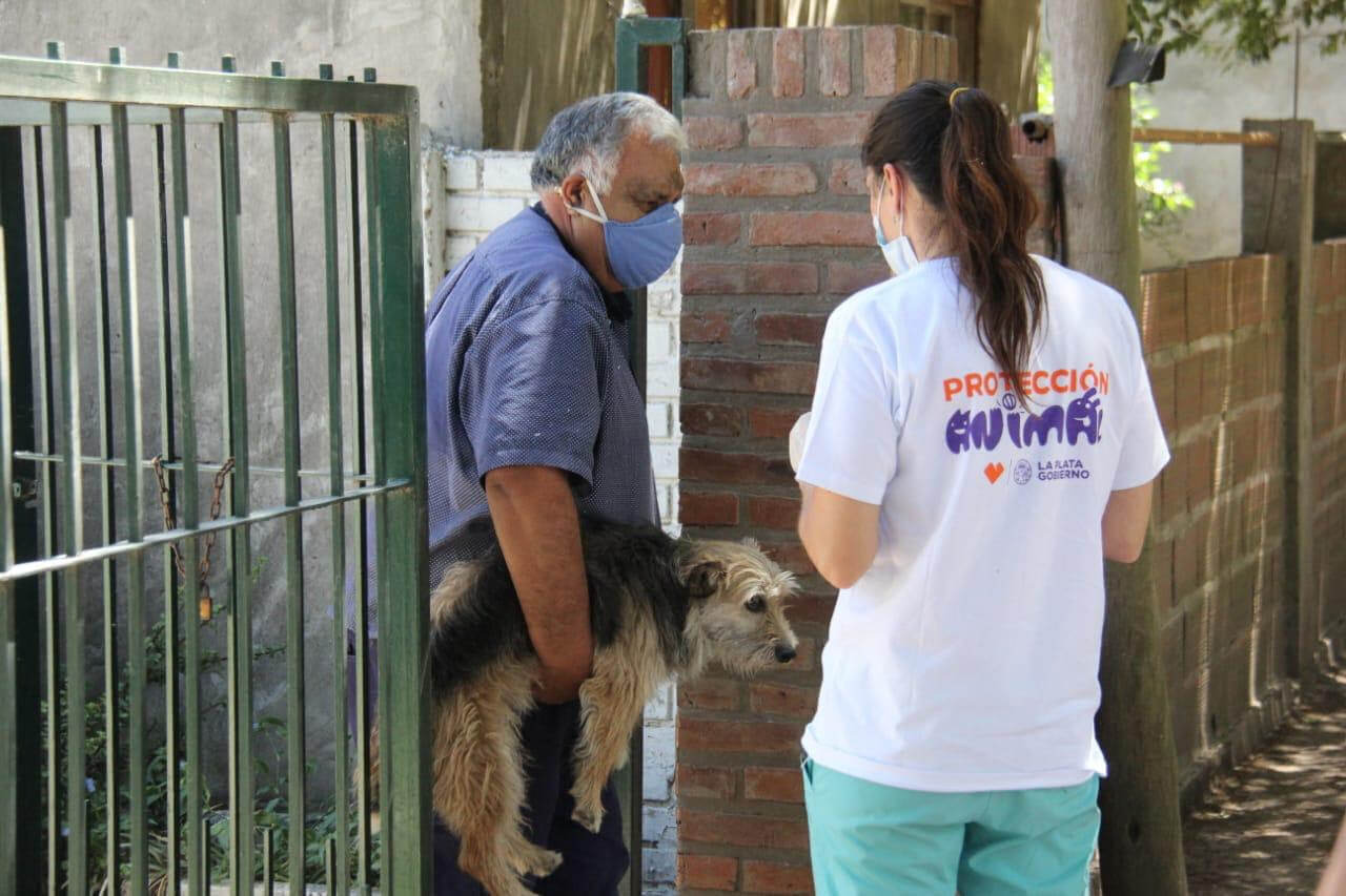 Protección animal: continúa la vacunación y asistencia veterinaria gratuita en los barrios platenses