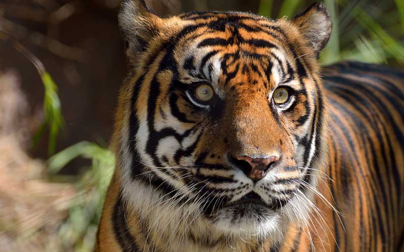 Dos tigres de Sumatra se contagiaron coronavirus en un zoológico de Indonesia