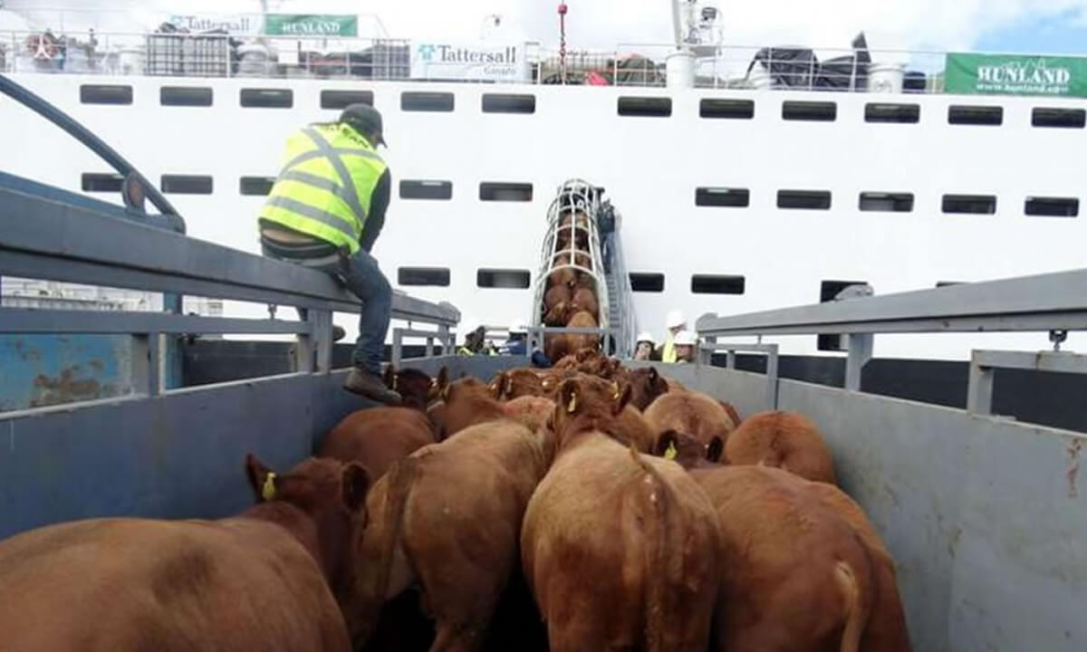 A partir del lunes, se liberará la exportación de vaca conserva a China