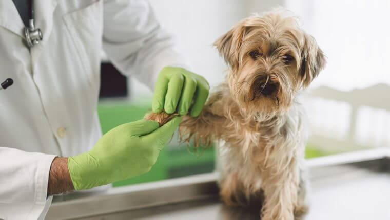 El consultorio veterinario móvil de la Municipalidad llega a Abasto