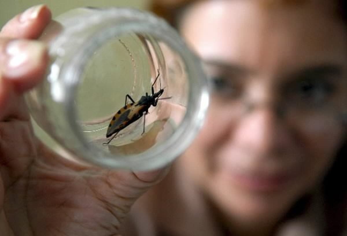 El Chagas, una enfermedad "silenciosa" que afecta a un millón y medio de personas en el país