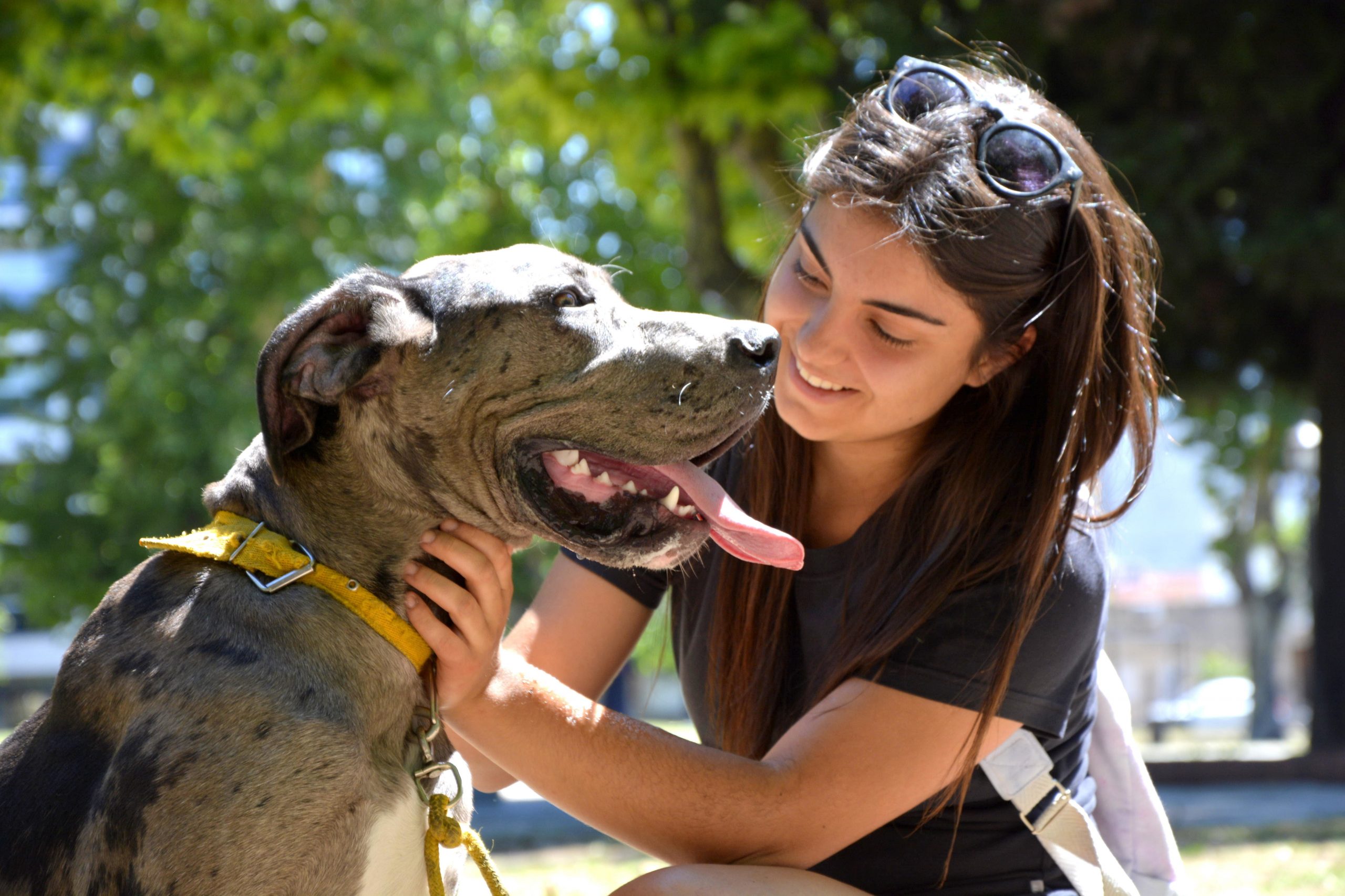 Hoy se realiza una nueva jornada de vacunación antirrábica para perros y gatos en Parque Saavedra