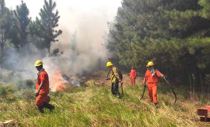 Incendios forestales: declaran a Corrientes zona de catástrofe ecológica y ambiental