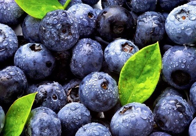 Investigadores argentinos desarrollan una nueva variedad de arándanos