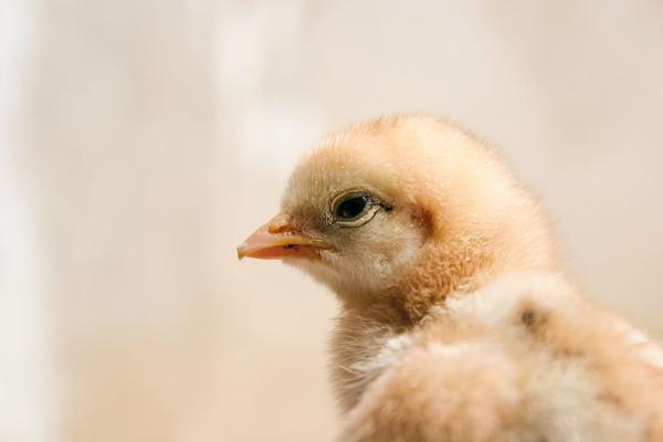 Nació un pollito de tres patas  y generó ternura en las redes sociales