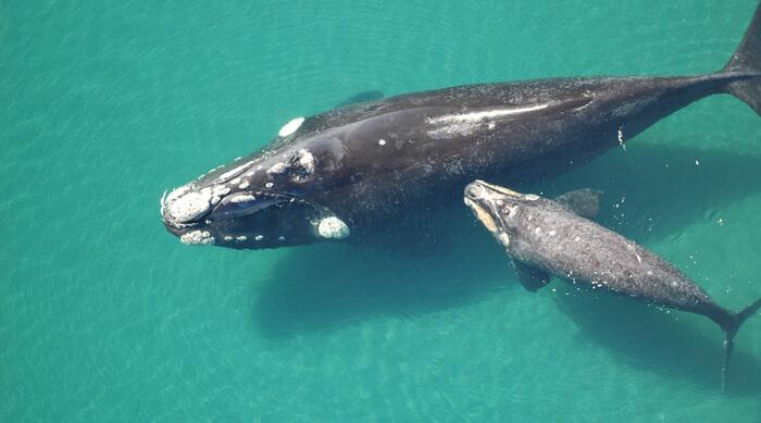 Por primera vez se registró una ballena migratoria con cría y solitaria