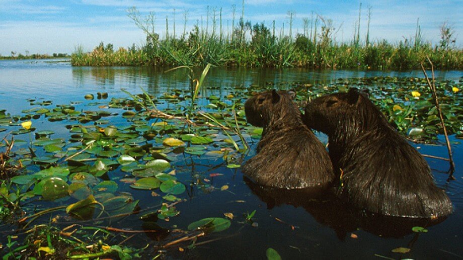 Vuelven a presentar hoy el proyecto de Ley de Humedales en Diputados