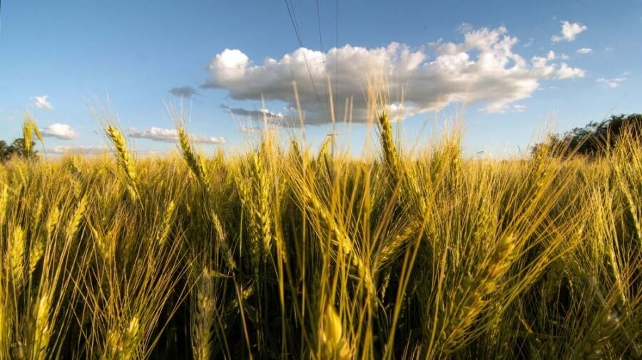 Continúa la escalada del precio del trigo frente al desabastecimiento mundial
