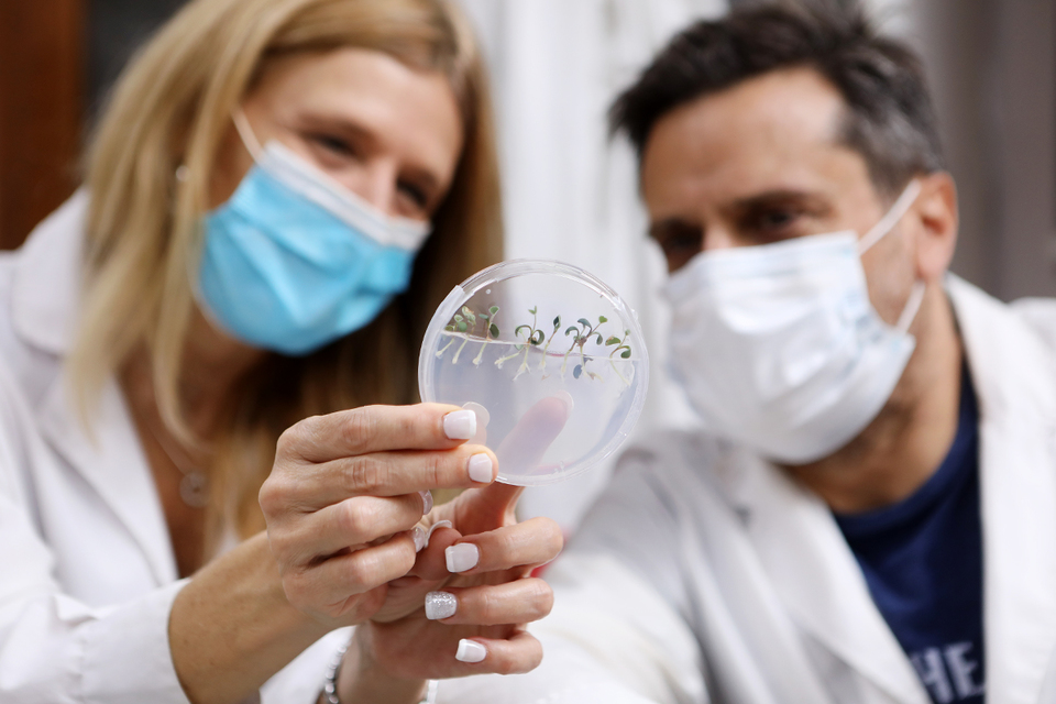 Científicos de la UNLP generaron avances en la producción de plantas de poroto