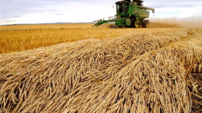 La siembra de trigo en Ucrania se redujo casi un 30%