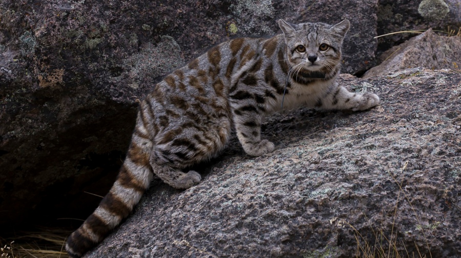 Avistan al "fantasma de los Andes": una especie de gato en peligro de extinción