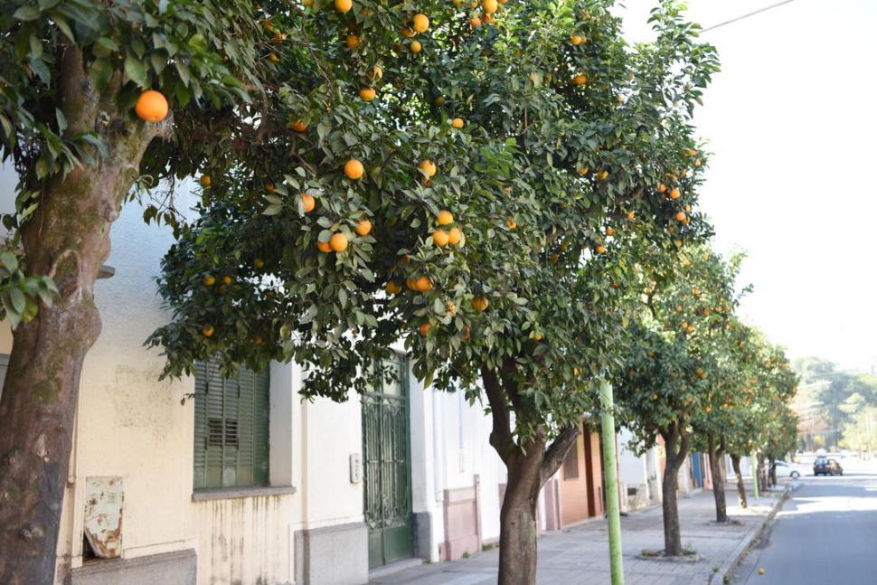Cosecha solidaria del Banco Alimentario platense
