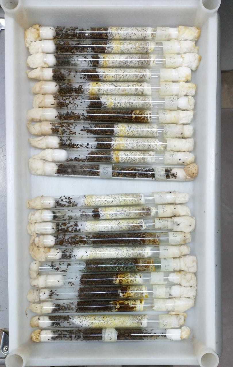 Investigadores de la UNLP utilizan hongos para valorizar los residuos agroindustriales de la región