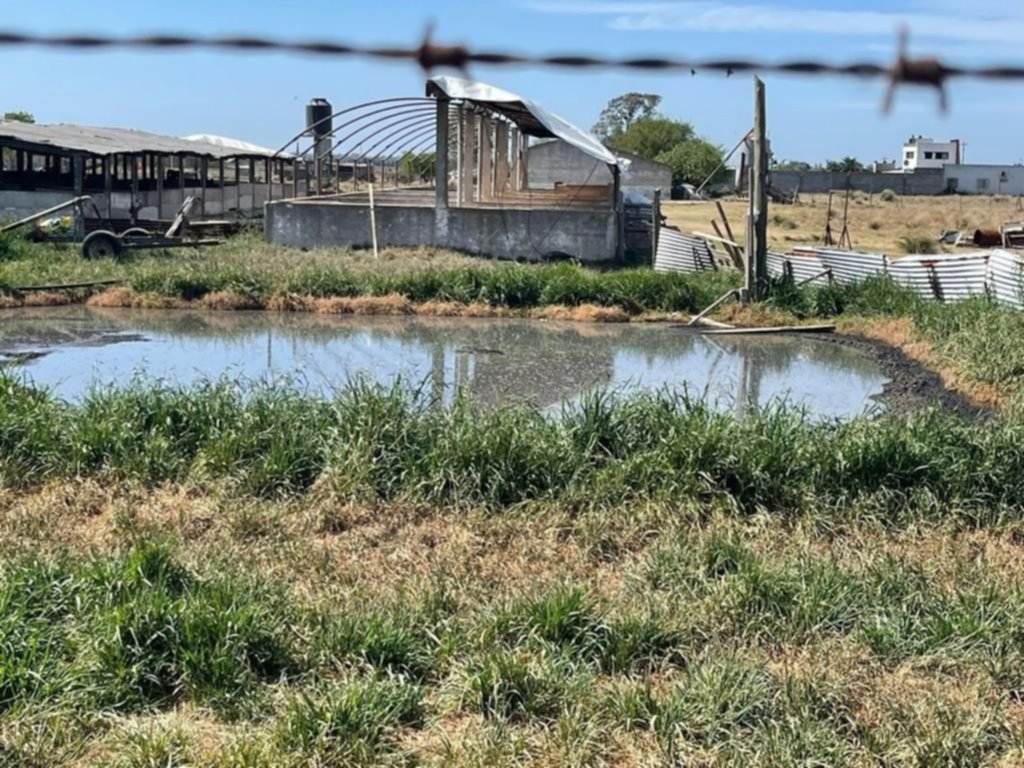 Olmos: denunciaron a un criadero de chanchos por daño ambiental