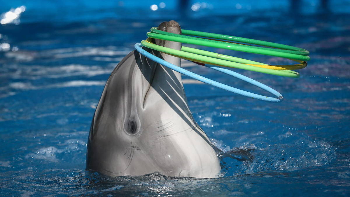 Presentan un proyecto de ley para prohibir espectáculos de animales marinos en cautiverio