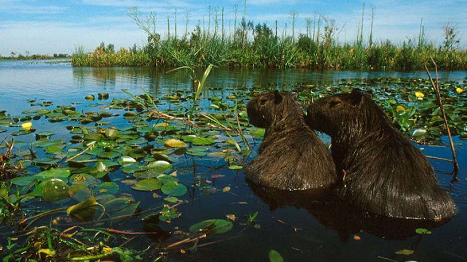 Más del 35% de los humedales del mundo desaparecieron en los últimos 50 años y Argentina aún no los protege