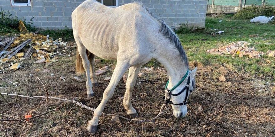 Maltrato animal: vecinos piden ayuda para rescatar a un caballo