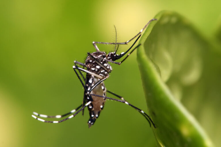 La UNLP recomendó una mayor prevención ante el aumento de casos del dengue
