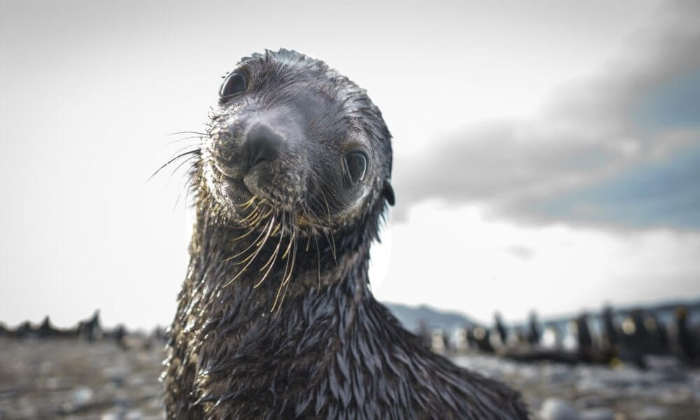 Con participación de la UNLP, un estudio de los lobos marinos busca conocer mejor el ecosistema antártico