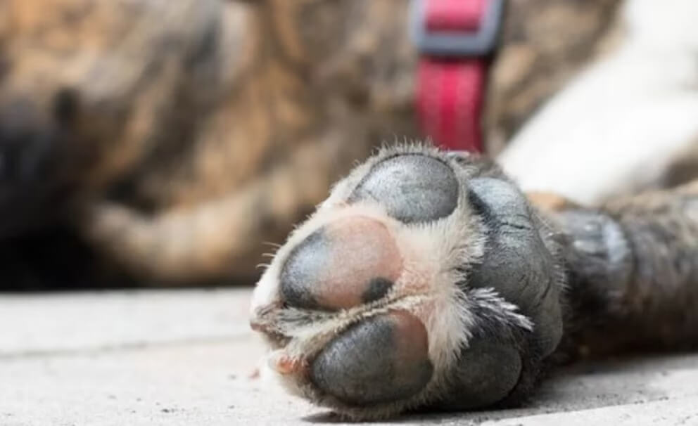 Denuncian un envenenamiento masivo de perros en Magdalena: 15 mascotas murieron