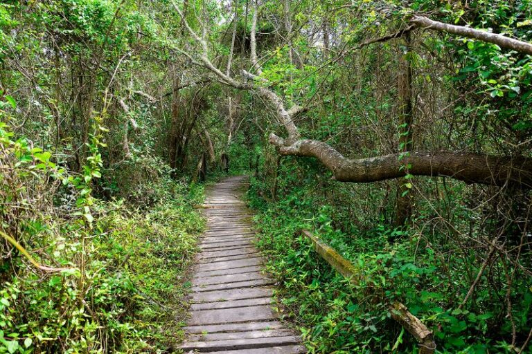 Biodiversidad bajo amenaza: la Reserva de Punta Lara en la mira