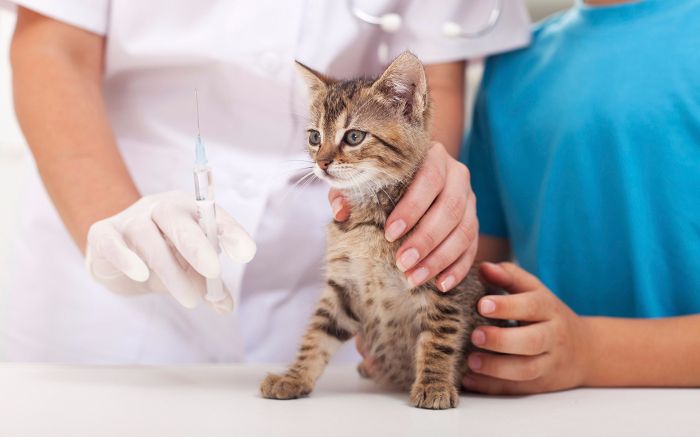 Un gato con rabia en Etcheverry obligó a desplegar un gran operativo de vacunación