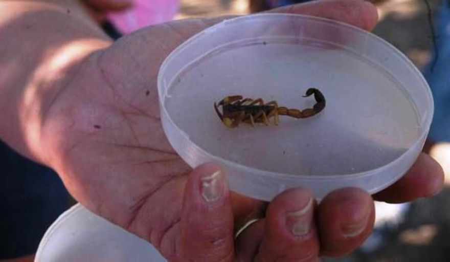 Preocupación en el Centro por la presencia de alacranes