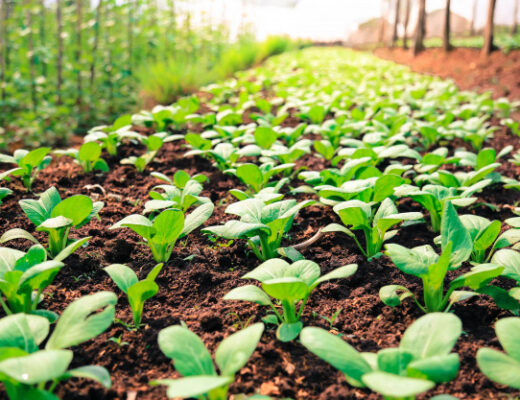 Argentina es el tercer país con mayor suelo sembrado de productos orgánicos