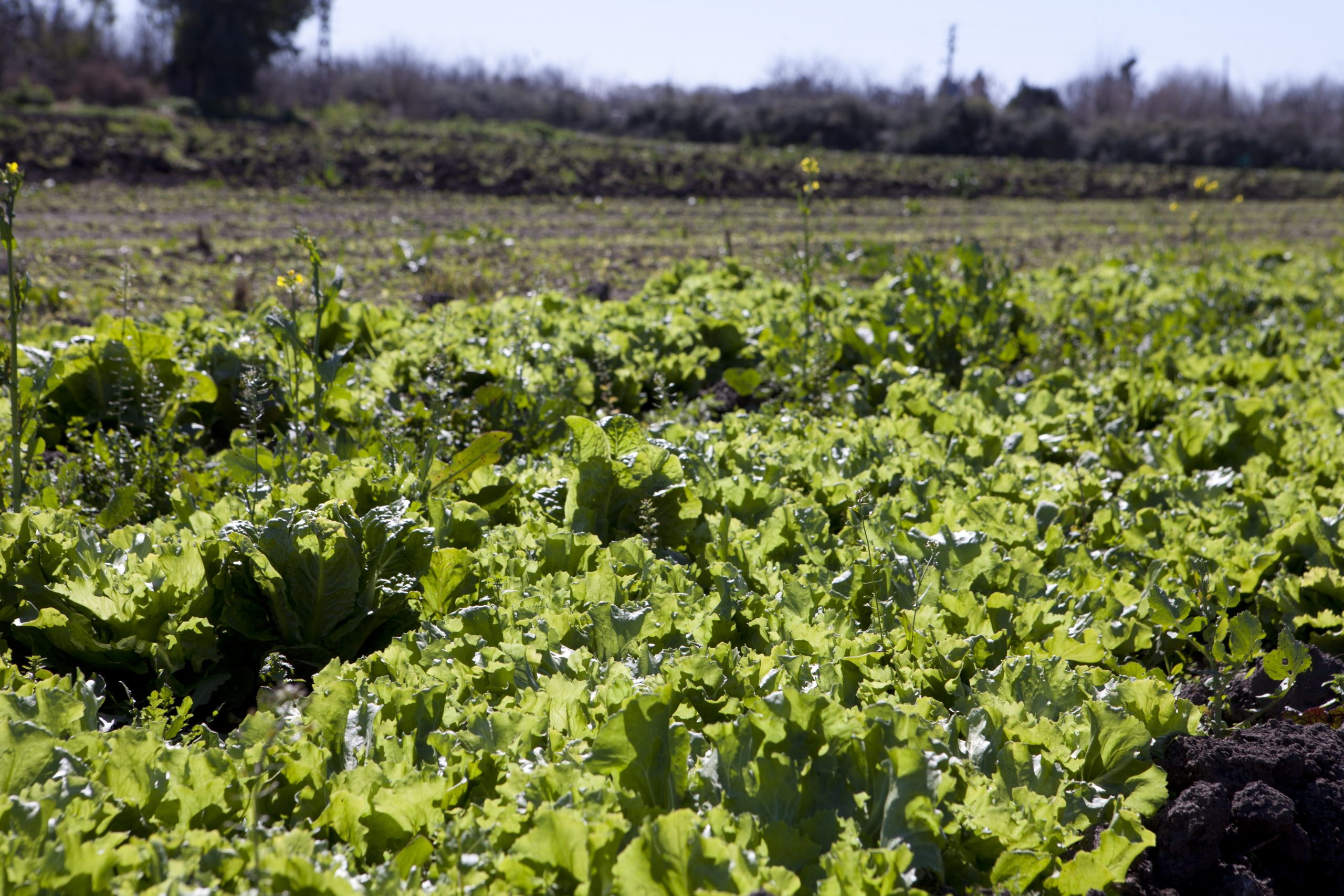 La UNLP brindará una nueva Jornada de la Agricultura Familiar