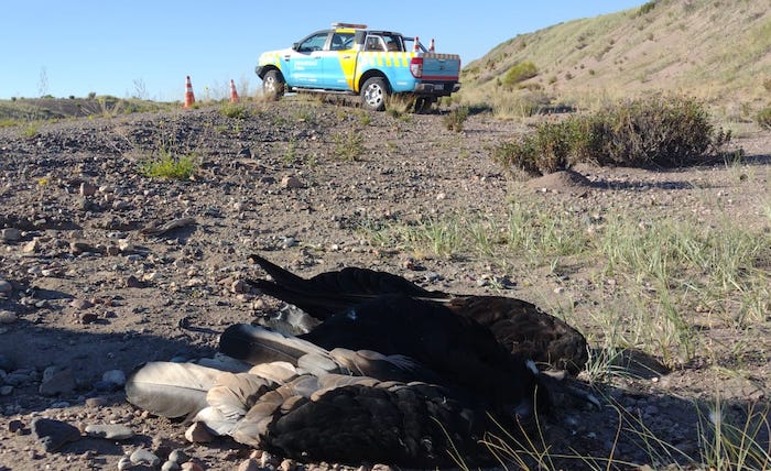 Indignante: un cóndor andino apareció muerto con 11 perdigonazos