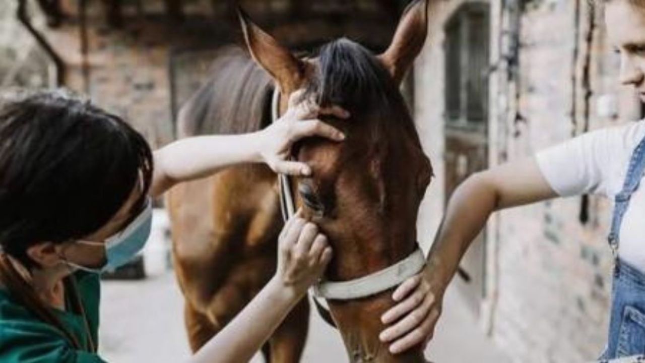 Liberaron al movimiento de caballos vacunados contra encefalomielitis equina en todo el país