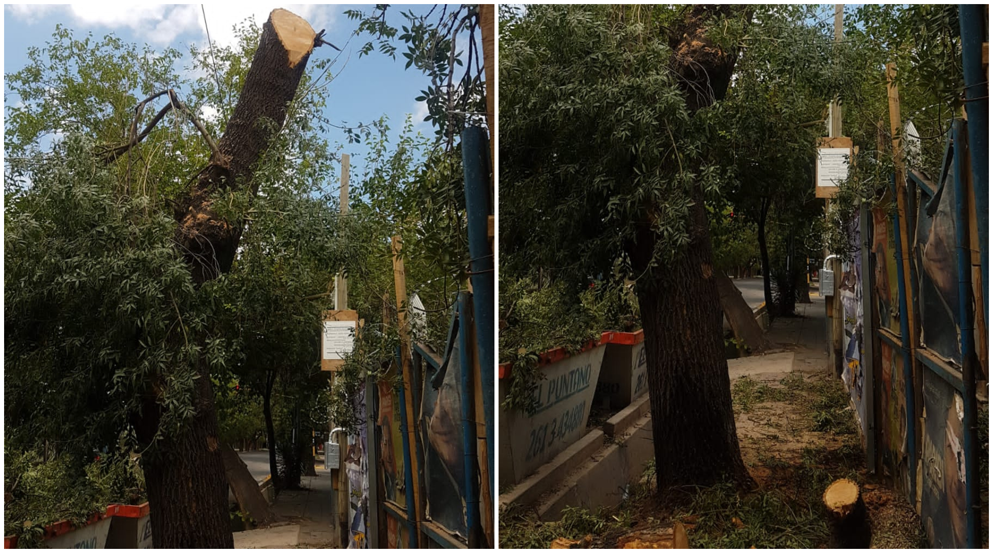 Un hombre taló un árbol sin permiso y recibió una multa de 3,5 millones de pesos