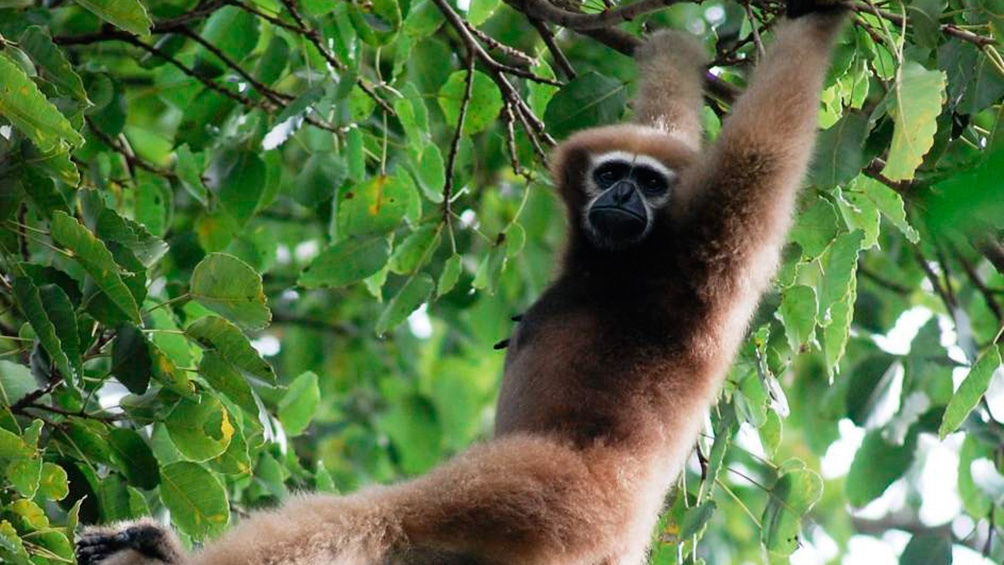 La Ciencia afirmó que los primeros primates vivían en pareja