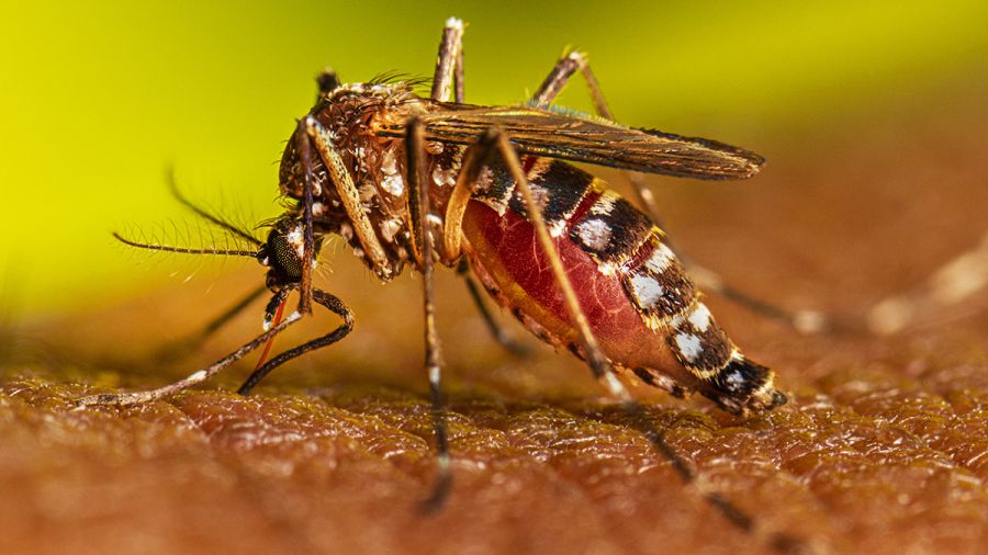 17 municipios reforzaron las acciones de vigilancia contra el dengue