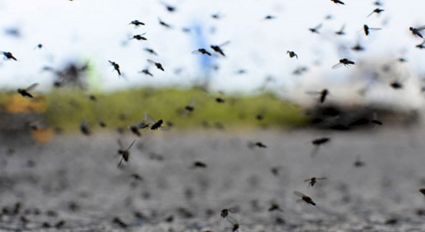 Invasión de mosquitos: trucos caseros para combatirlos