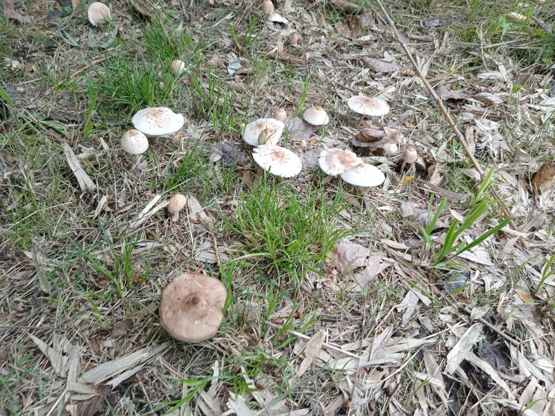 Investigadores de la UNLP advirtieron por la aparición de hongos en plazas y jardines