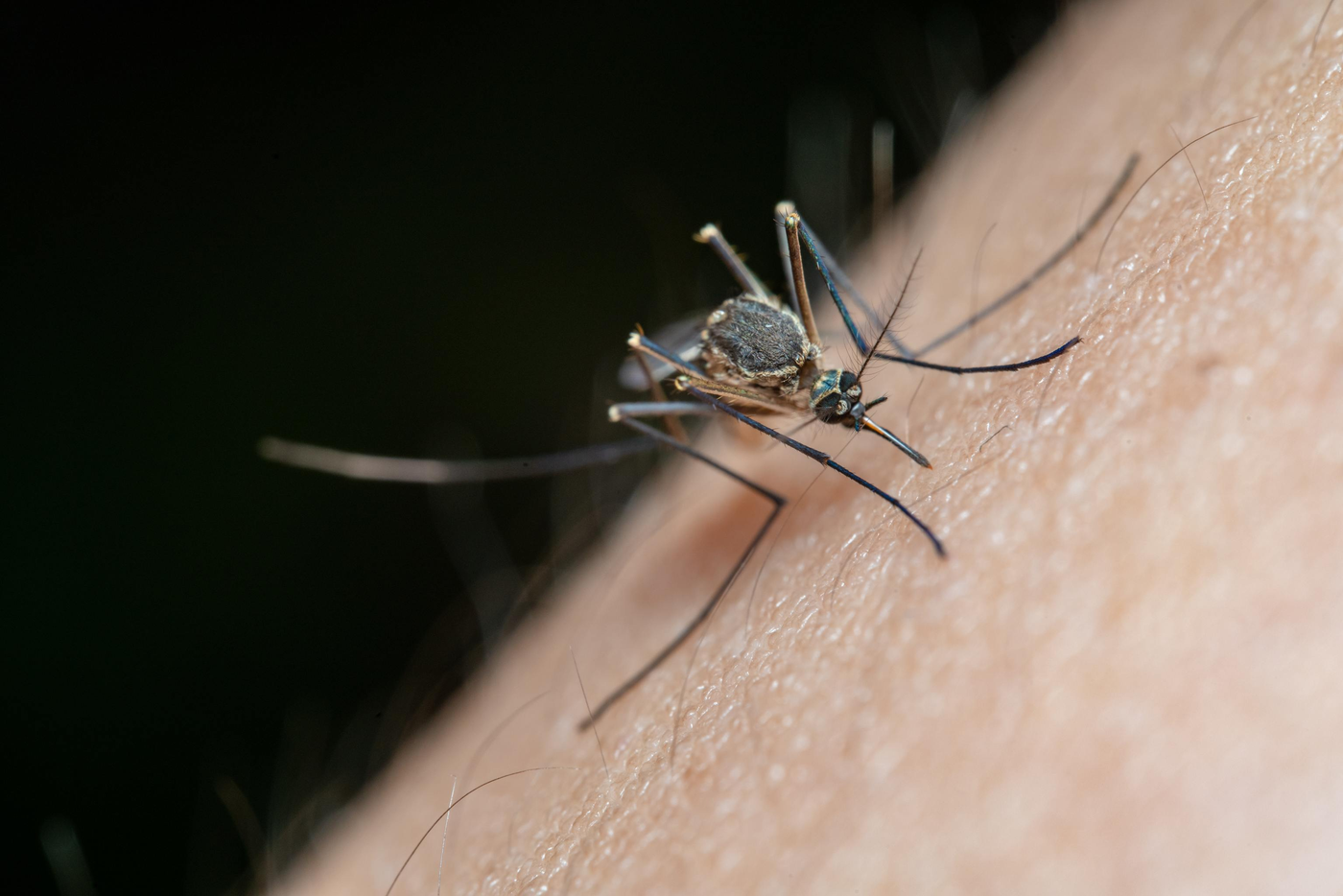 Una nueva invasión de mosquitos amenaza a la ciudad: todos los detalles
