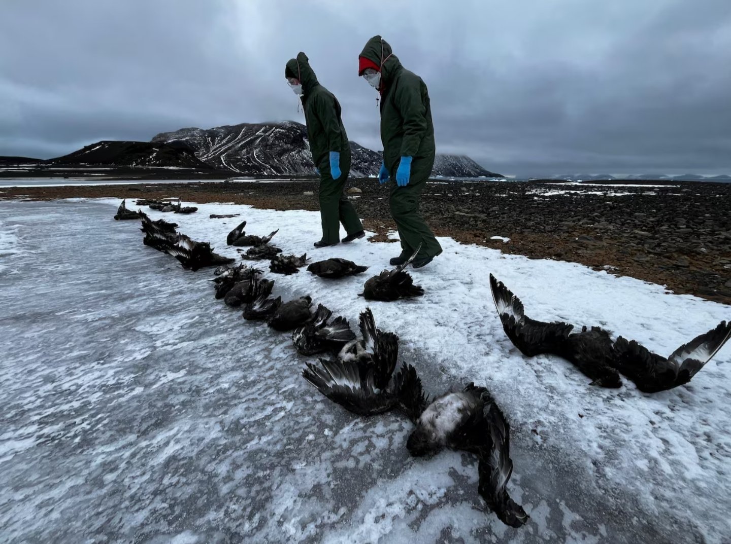 Miles de pingüinos murieron en la Antártida: cuáles son las causas
